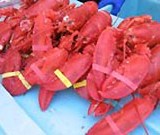 maine-lobster-festival