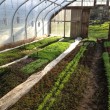 Primo Garden Tour Package