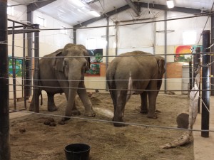 A visit with the Girls -Rosie and Opal- will truly inspire you. 