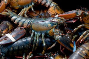 Fresh Maine Lobster are available year round in Rockland/Camden area. 
