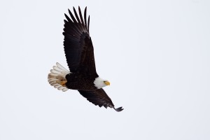 best birding in Maine