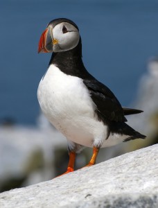 Puffin in Penobscot Bay