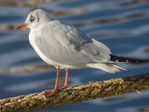 Maine bird watching