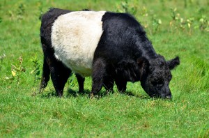 Visit The Oreo Cows At Aldermere Farm Farms In Maine