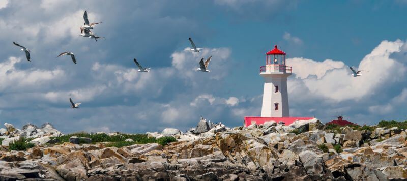 The Machias Seal Island Lighthouse with seagulls flying around the coastline