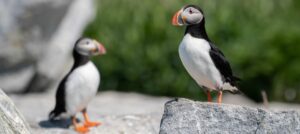 Two Atlantic Puffins standing on a rocky coastline