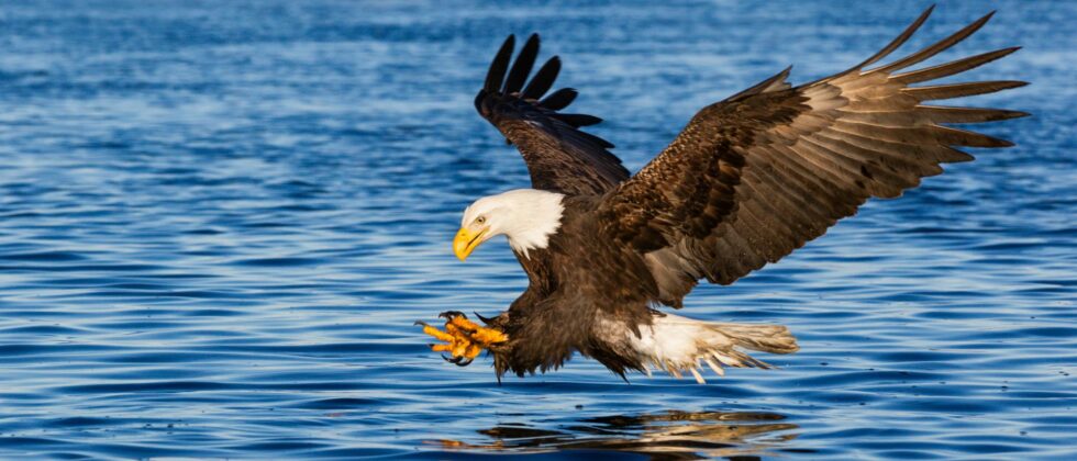 Bald eagle flying low to the water poised to catch a fish