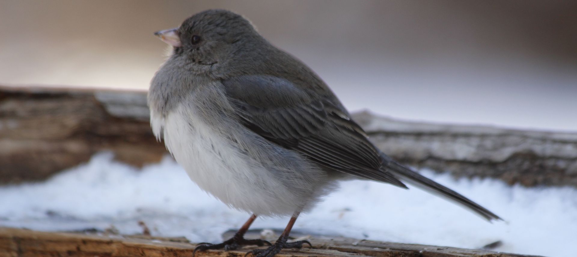 A dark-eyed Junco perched on a snowy branch