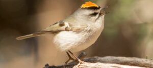 A Golden Crowned Kinglet perched on a branch