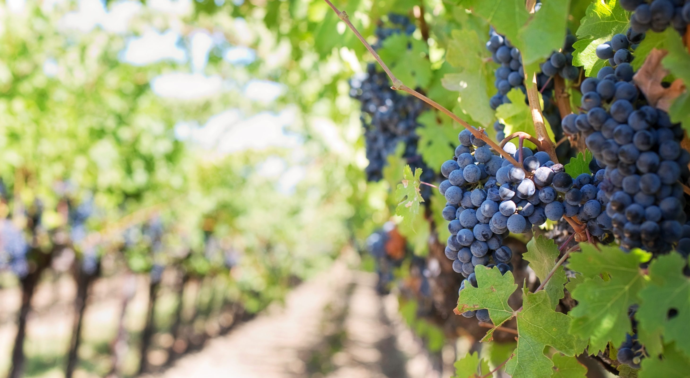 purple grapes on vine with green leaves along a dirt road