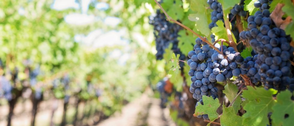 purple grapes on vine with green leaves and dirt road