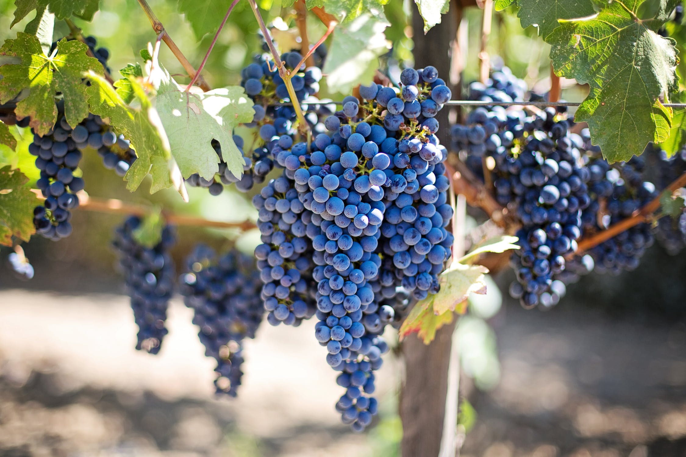 purple grapes and green leaves