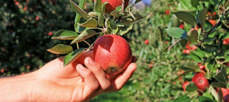 A hand is packing an apple off a tree