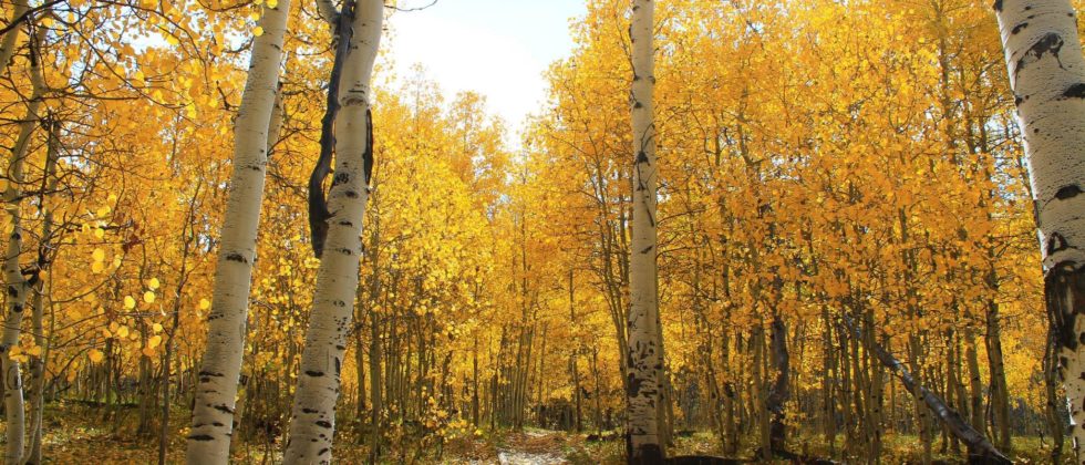 forest of birch trees with yellow foliage