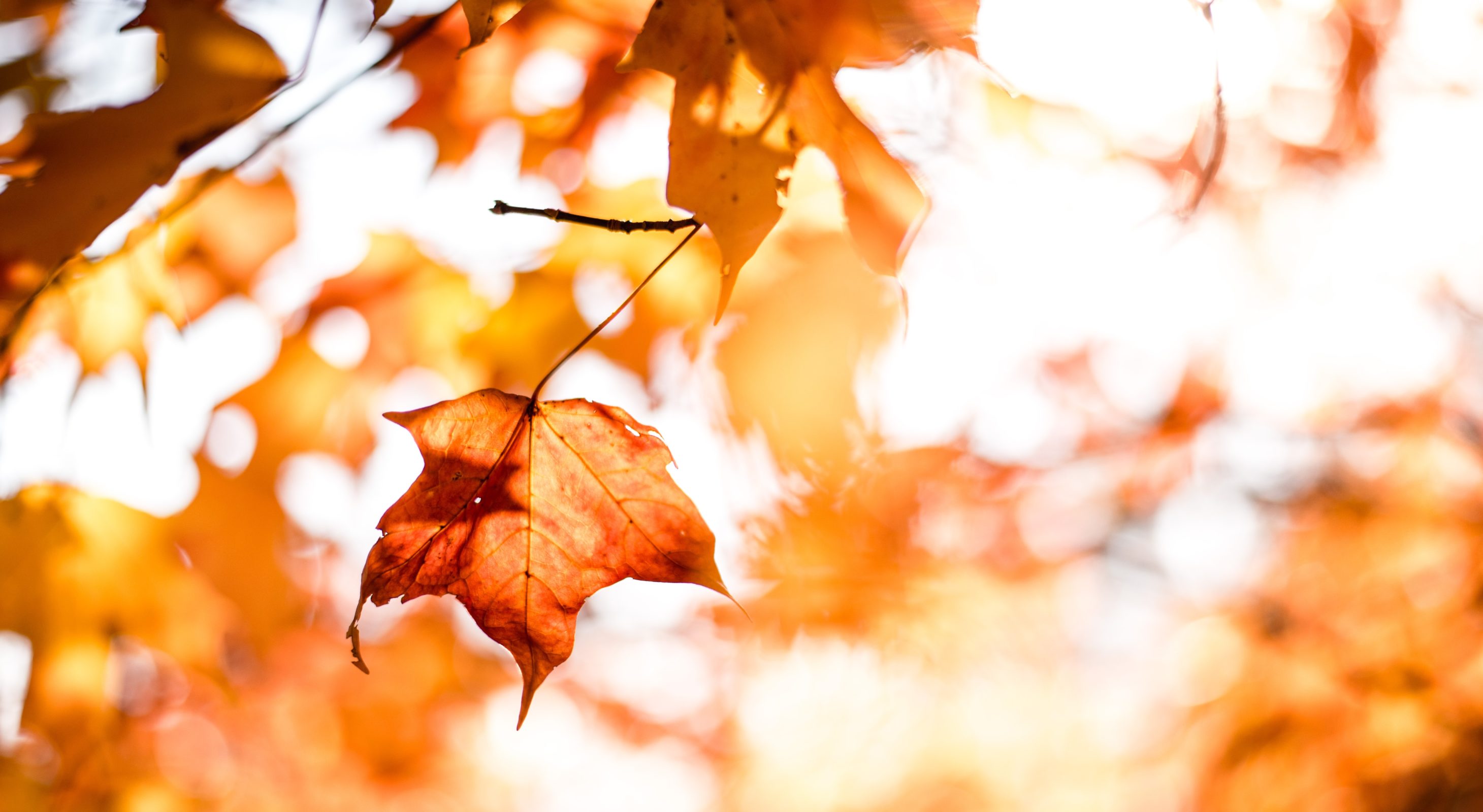 sun dappling the crimson leaves of a maple tree