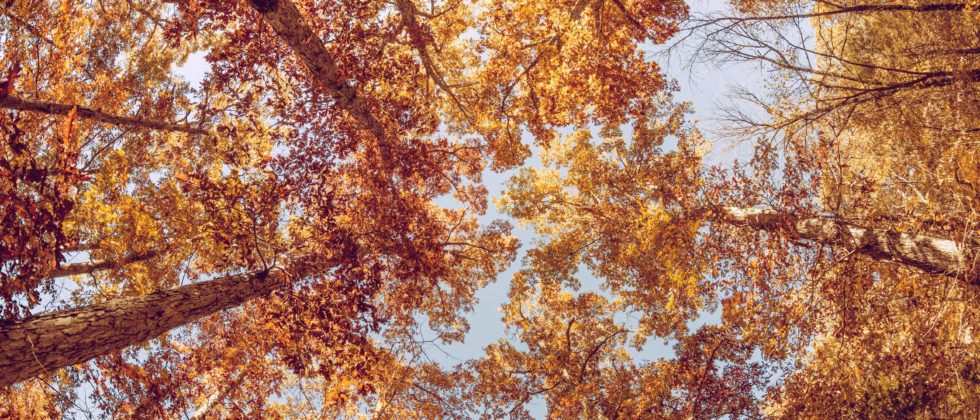 Looking up at the tops of trees full of yellow and orange leaves in the fall