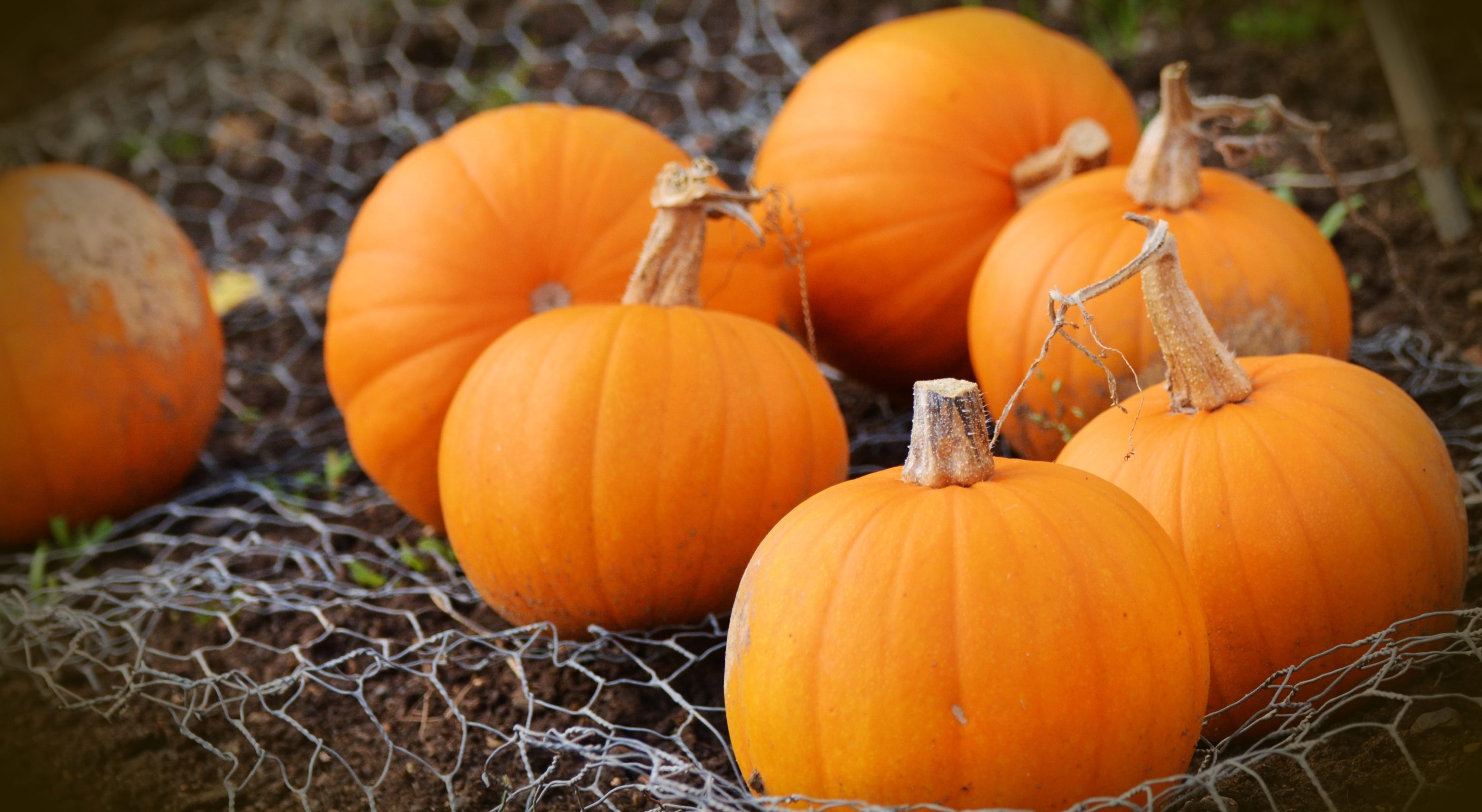 Bright orange pumpkins on a bed of wire mesh