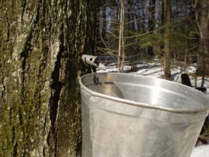 metal sap bucket on a maple tree