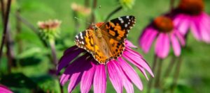 A butterfly rests on a cone flower