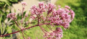 Joe Pye weed flowers with a bee