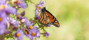 A monarch on purple aster flowers