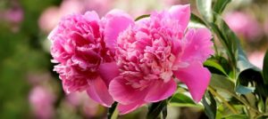 Pink peonies