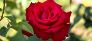 A red rose blooming in a garden