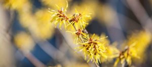 Witch hazel flowers on a branch