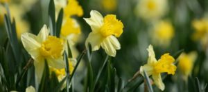 Yellow daffodils in bloom