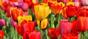 Red and yellow tulips