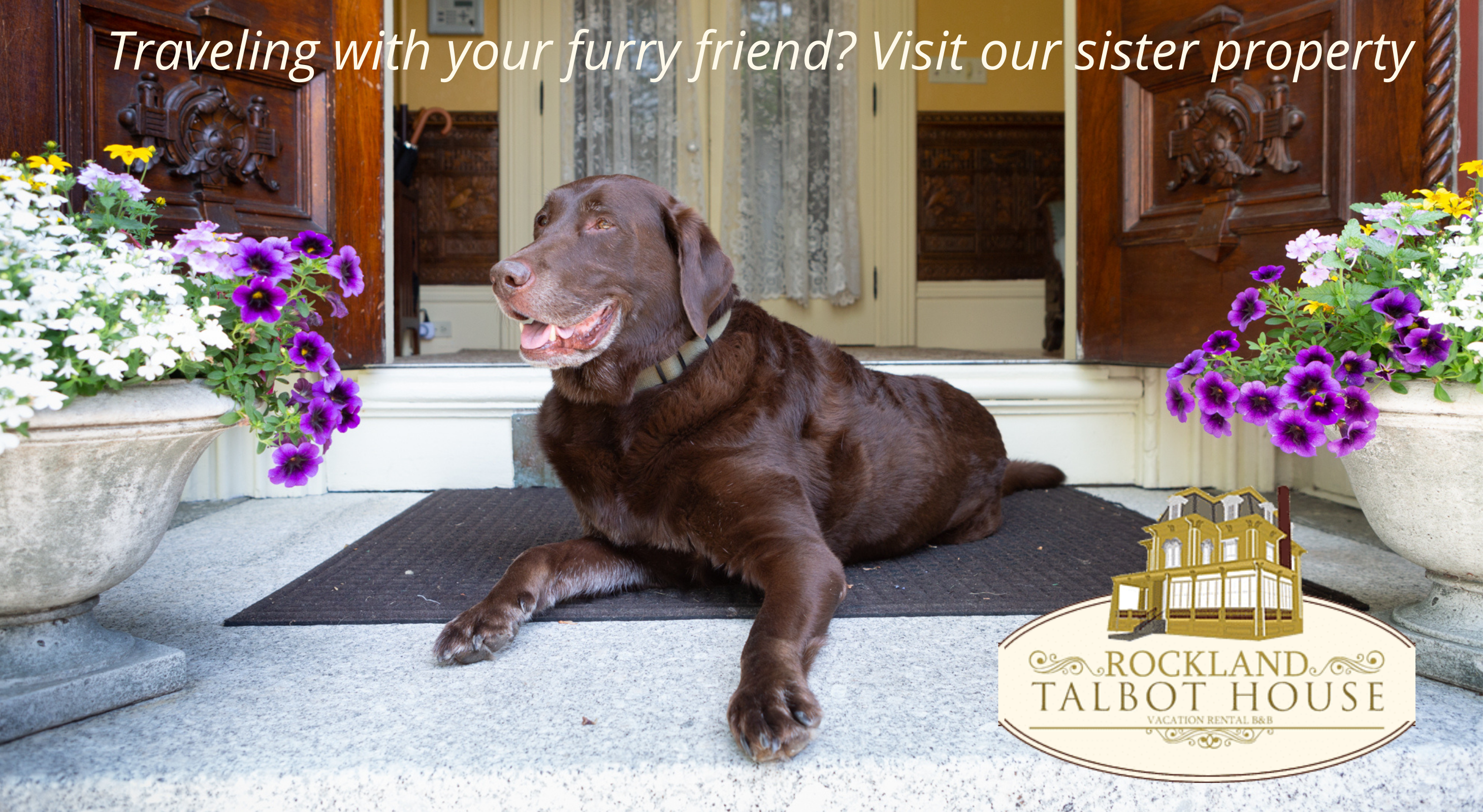 Dark brown chocolate lab laying in the entry way of the the Inn