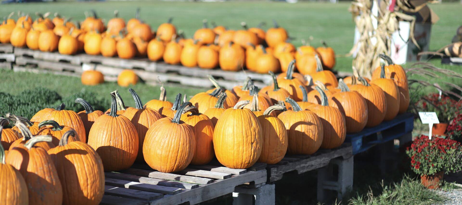 Fall Pumpkin Festival with rows of pumpkins