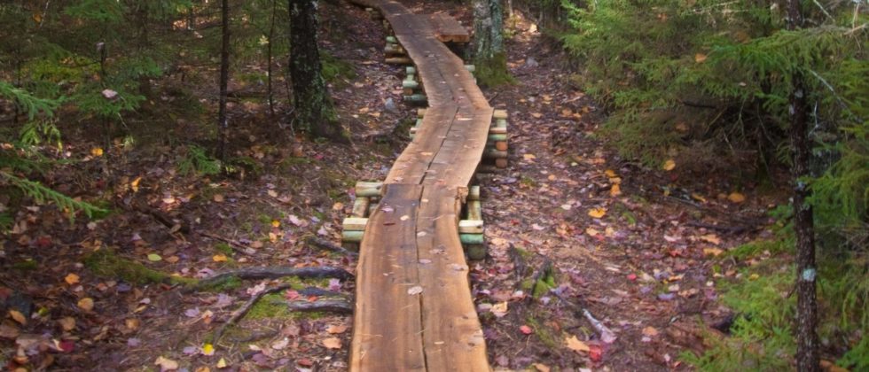 Walking trail through forest in Maine USA