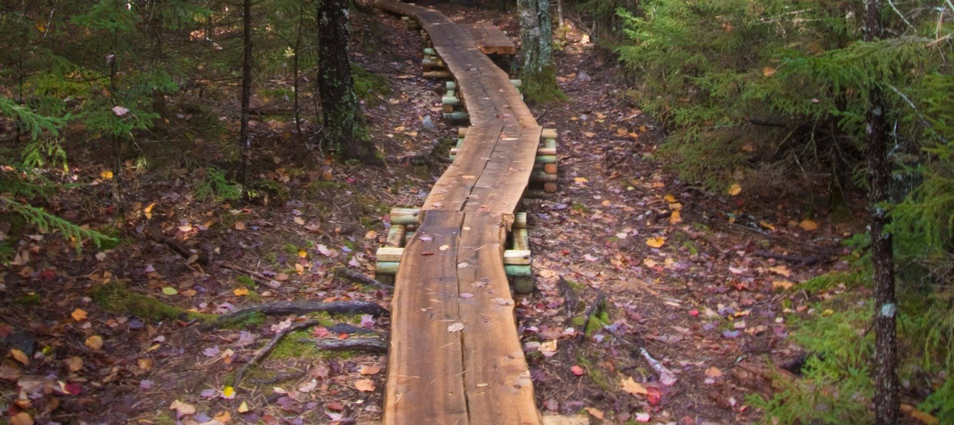 Walking trail through forest in Maine USA