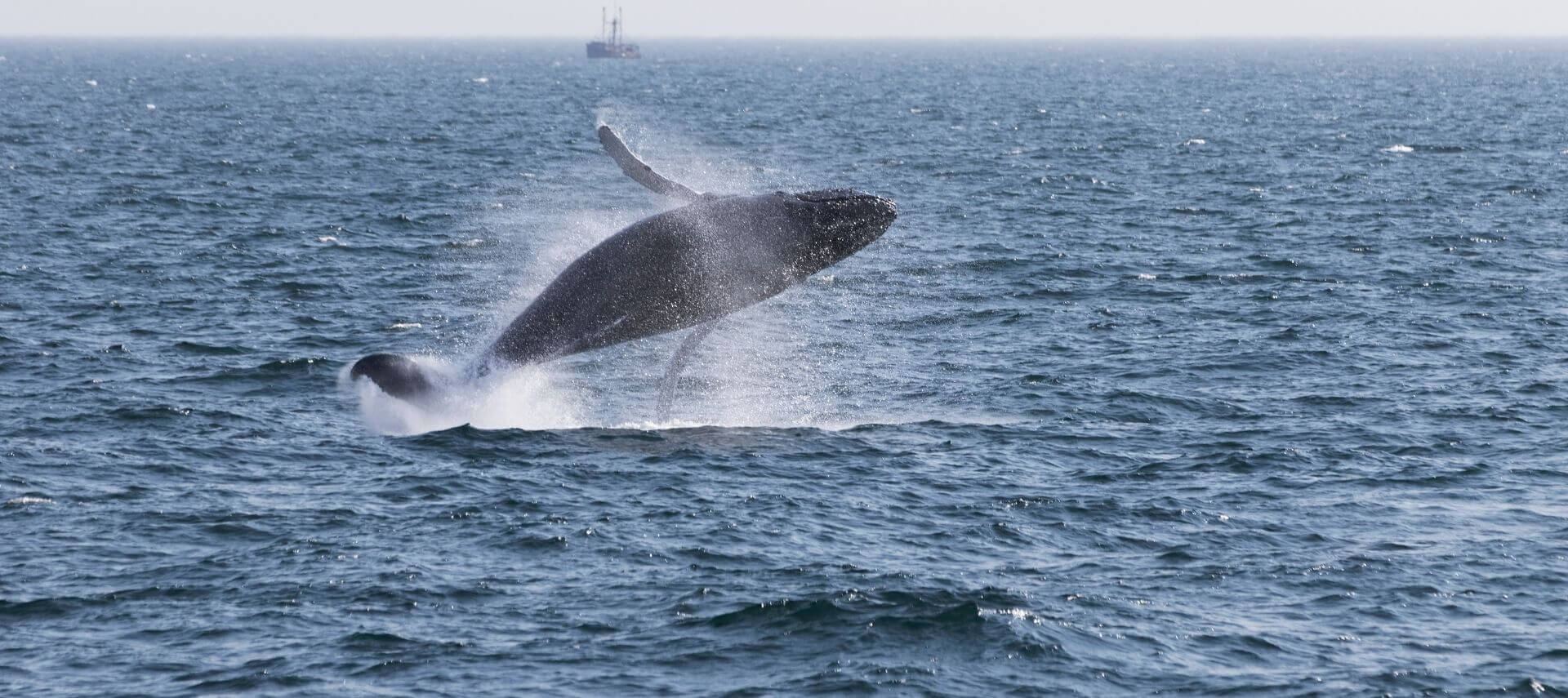 A whale breaching the water