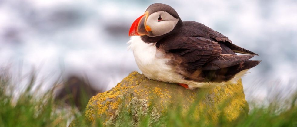 A Puffin is nestled in on a rock with the ocean in the background.