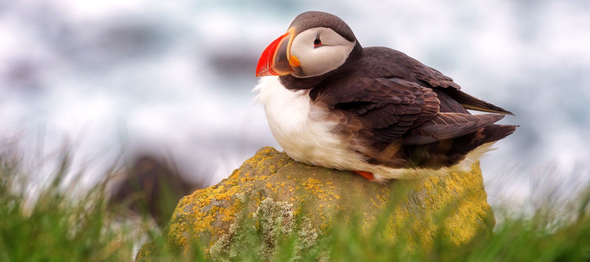 A Puffin is nestled in on a rock with the ocean in the background.